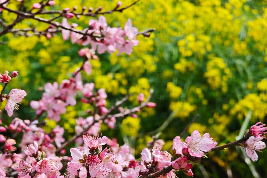 婺源篁嶺油菜花攻略:中國最美梯田花海X徽派古村秘境,3月必訪春日仙境! 婺源篁嶺油菜花攻略:中國最美梯田花海X徽派古村秘境,3月必訪春日仙境! @去旅行新聞網