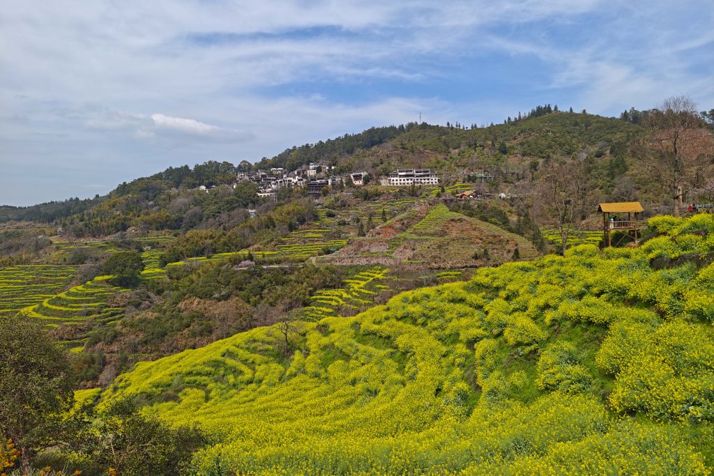 婺源篁嶺油菜花攻略:中國最美梯田花海X徽派古村秘境,3月必訪春日仙境! 婺源篁嶺油菜花攻略:中國最美梯田花海X徽派古村秘境,3月必訪春日仙境! @去旅行新聞網