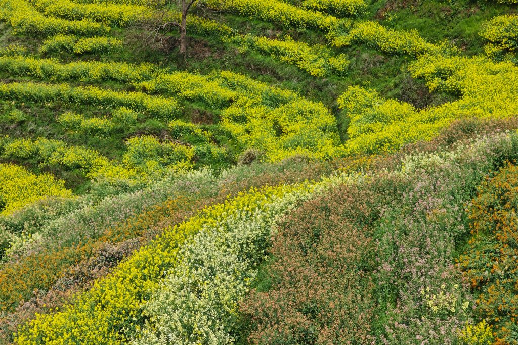 婺源篁嶺油菜花攻略:中國最美梯田花海X徽派古村秘境,3月必訪春日仙境! 婺源篁嶺油菜花攻略:中國最美梯田花海X徽派古村秘境,3月必訪春日仙境! @去旅行新聞網