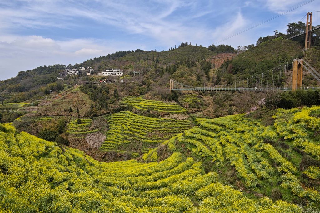 婺源篁嶺油菜花攻略:中國最美梯田花海X徽派古村秘境,3月必訪春日仙境! 婺源篁嶺油菜花攻略:中國最美梯田花海X徽派古村秘境,3月必訪春日仙境! @去旅行新聞網