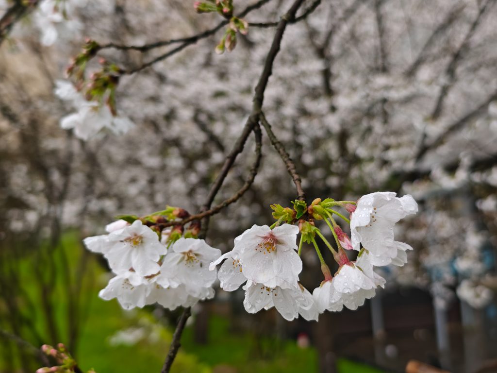 【峰行天下江西旅遊】春雨綿綿的仙境:葛仙村櫻花季,日賞落櫻夜微醺的沉浸式之旅 【峰行天下江西旅遊】春雨綿綿的仙境:葛仙村櫻花季,日賞落櫻夜微醺的沉浸式之旅 @去旅行新聞網