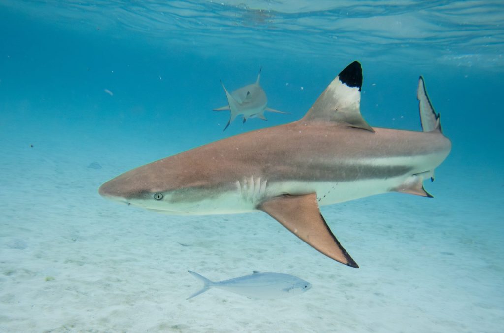大溪地 | 法屬玻里尼西亞深度體驗:不只夢幻天堂,更是與世界和諧共處的生活方式 大溪地 | 法屬玻里尼西亞深度體驗:不只夢幻天堂,更是與世界和諧共處的生活方式 @去旅行新聞網