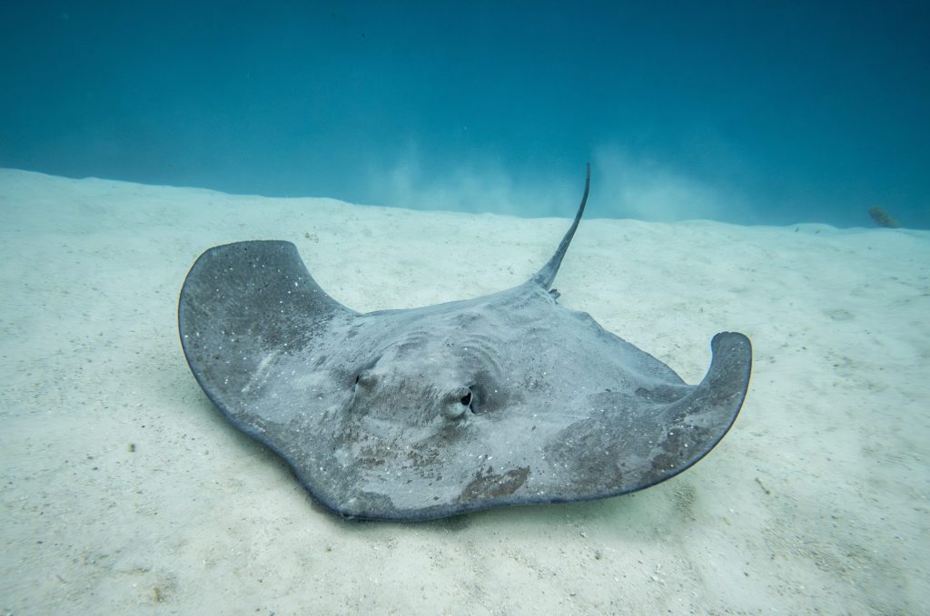 大溪地 | 法屬玻里尼西亞深度體驗:不只夢幻天堂,更是與世界和諧共處的生活方式 大溪地 | 法屬玻里尼西亞深度體驗:不只夢幻天堂,更是與世界和諧共處的生活方式 @去旅行新聞網