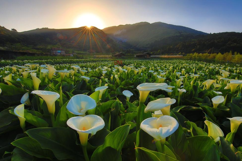 【2024春季旅遊攻略】晚櫻、祭典、海芋季全包!KKday生日慶萬元優惠搶先看! 【2024春季旅遊攻略】晚櫻、祭典、海芋季全包!KKday生日慶萬元優惠搶先看! @去旅行新聞網