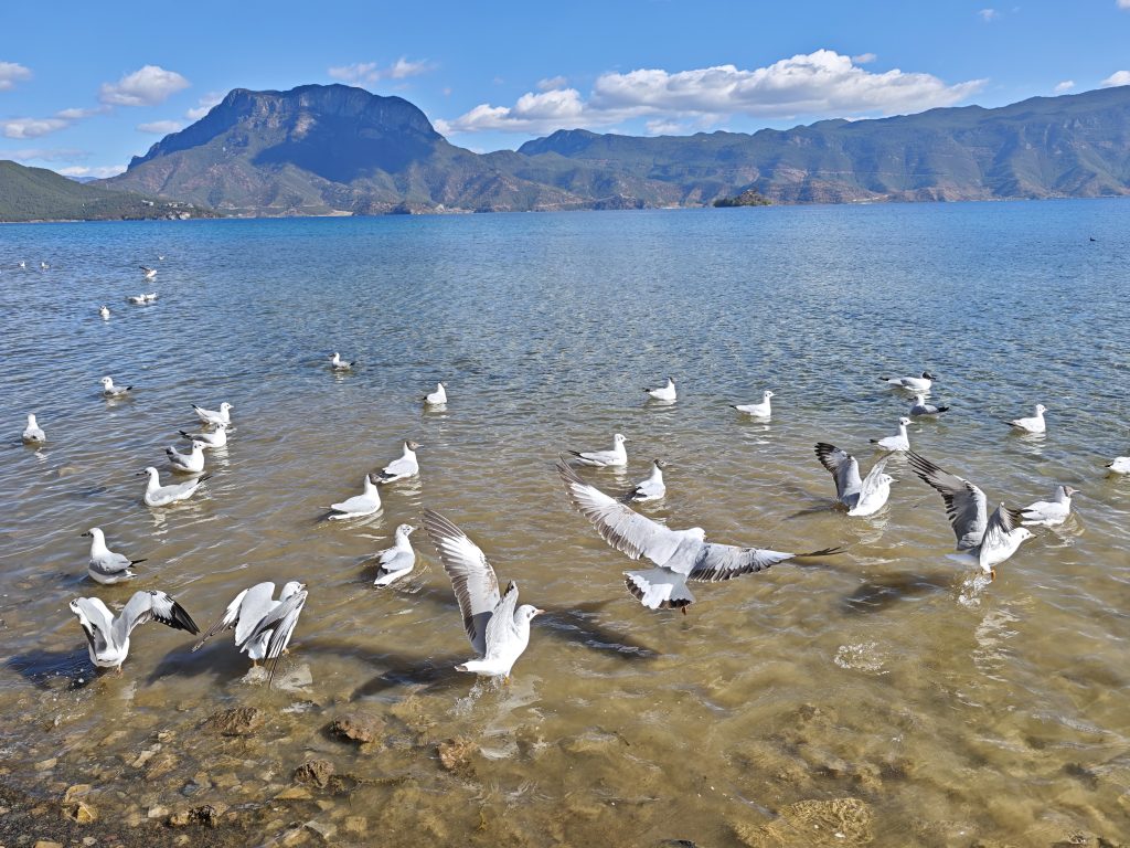 瀘沽湖豬槽船|與海鷗、女神山、夫妻樹的晨光悄悄話:一趟浪漫走婚文化的深度體驗 瀘沽湖豬槽船|與海鷗、女神山、夫妻樹的晨光悄悄話:一趟浪漫走婚文化的深度體驗 @去旅行新聞網