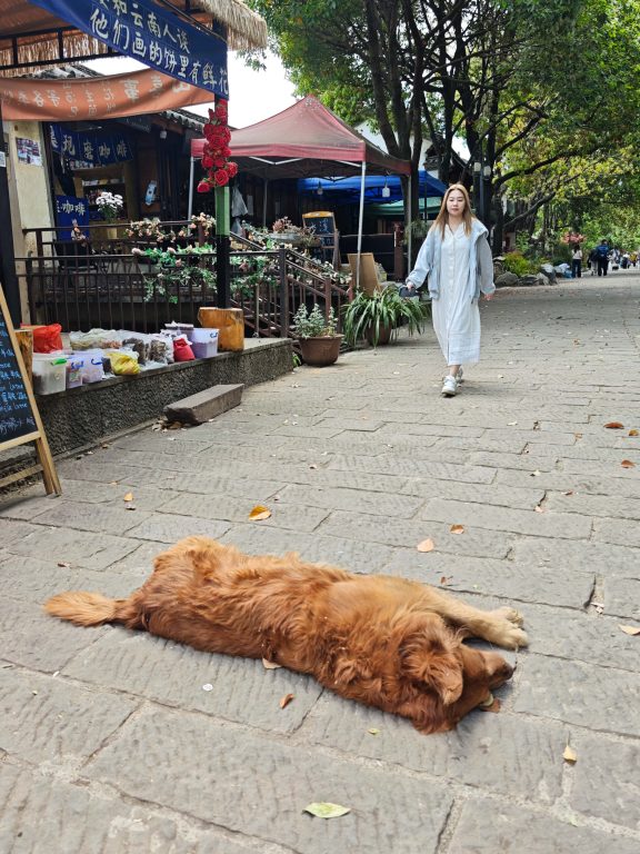 走進雲南沙溪:茶馬古道上的詩意古鎮,體驗《去有風的地方》裡的慢生活 走進雲南沙溪:茶馬古道上的詩意古鎮,體驗《去有風的地方》裡的慢生活 @去旅行新聞網