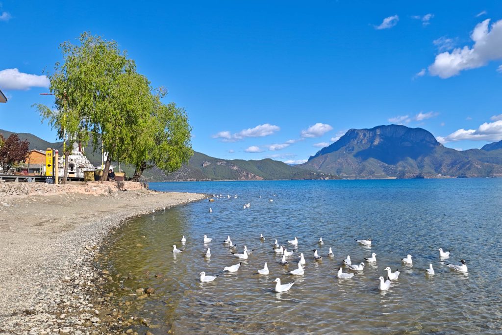 瀘沽湖豬槽船|與海鷗、女神山、夫妻樹的晨光悄悄話:一趟浪漫走婚文化的深度體驗 瀘沽湖豬槽船|與海鷗、女神山、夫妻樹的晨光悄悄話:一趟浪漫走婚文化的深度體驗 @去旅行新聞網