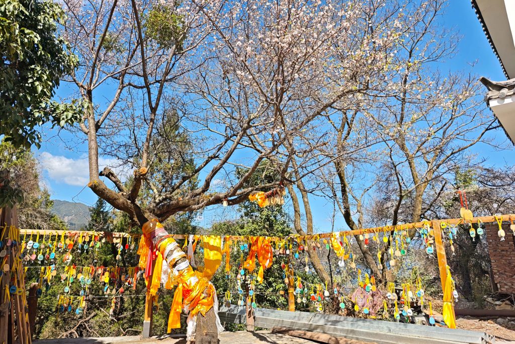 瀘沽湖豬槽船|與海鷗、女神山、夫妻樹的晨光悄悄話:一趟浪漫走婚文化的深度體驗 瀘沽湖豬槽船|與海鷗、女神山、夫妻樹的晨光悄悄話:一趟浪漫走婚文化的深度體驗 @去旅行新聞網