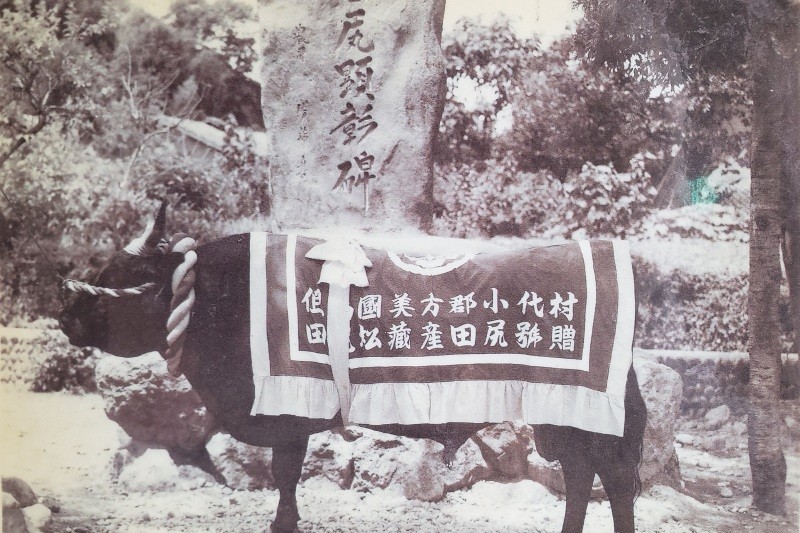 但馬牛傳奇名牛田尻號，日本和牛血統始祖香美町小代地區