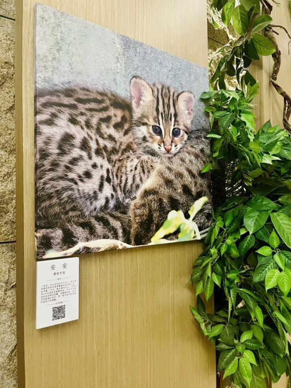 響應世界環境日!日月潭雲品攜手林保署、生多所 首推「里山森林特展」友善農作入菜守護台灣僅存石虎 @去旅行新聞網