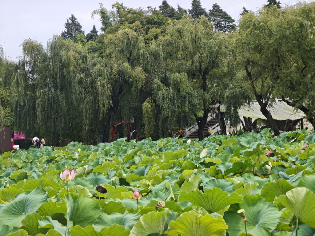 九曲橋上賞荷拍照美景