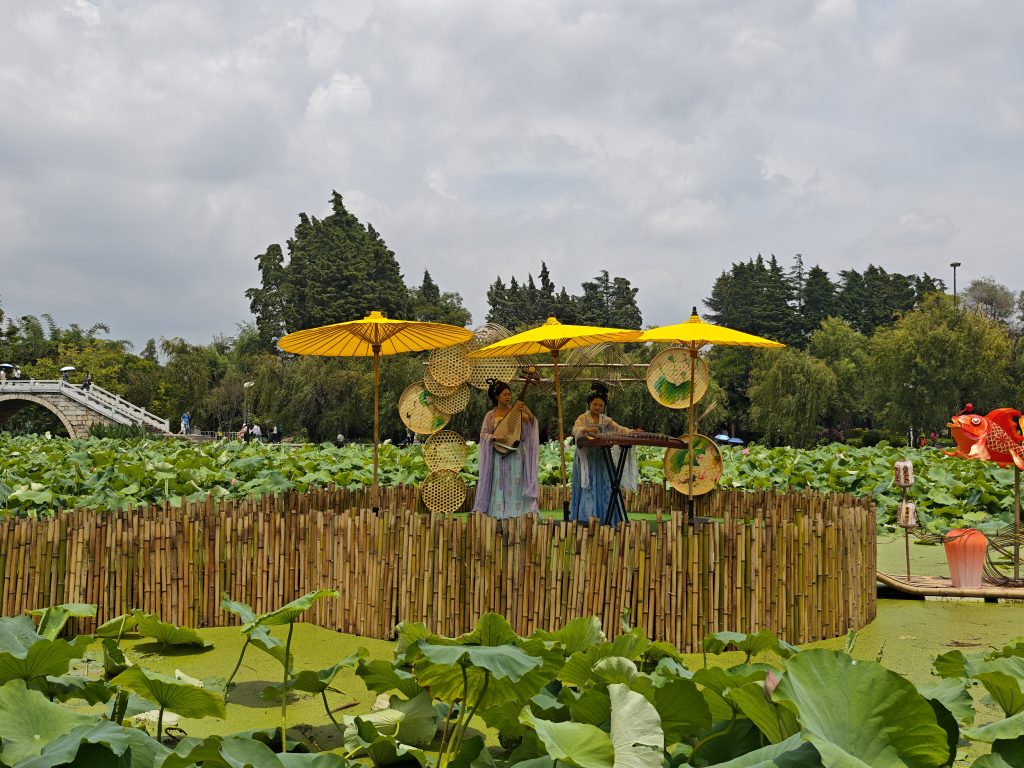 大觀公園兩百畝荷塘荷花盛開