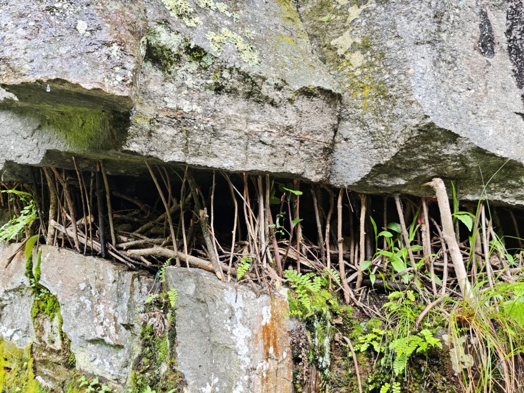 蒼山感通纜車山上景色|雲霧裡的綠意與遼闊