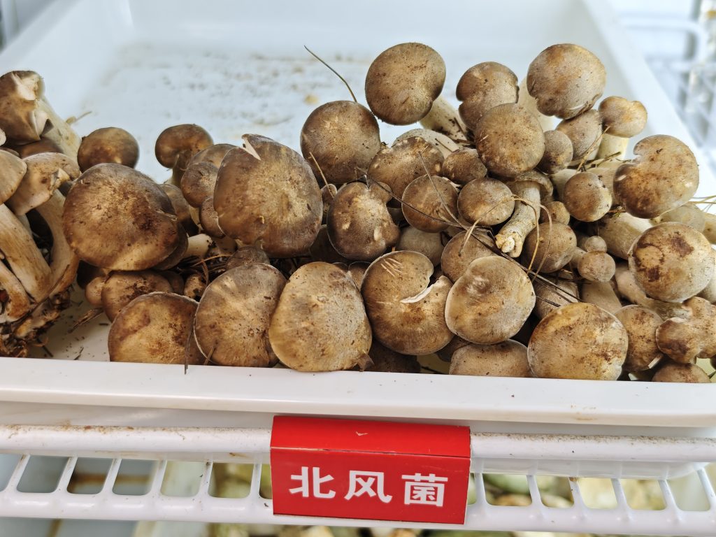 昆明野生菌火鍋食記｜滇菌臻彩雲南總店，菌菇火鍋+干巴菌炒飯+菌菇煎包，一鍋鮮掉眉毛 @去旅行新聞網