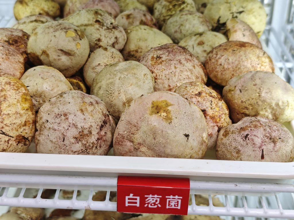 昆明野生菌火鍋食記｜滇菌臻彩雲南總店，菌菇火鍋+干巴菌炒飯+菌菇煎包，一鍋鮮掉眉毛 @去旅行新聞網