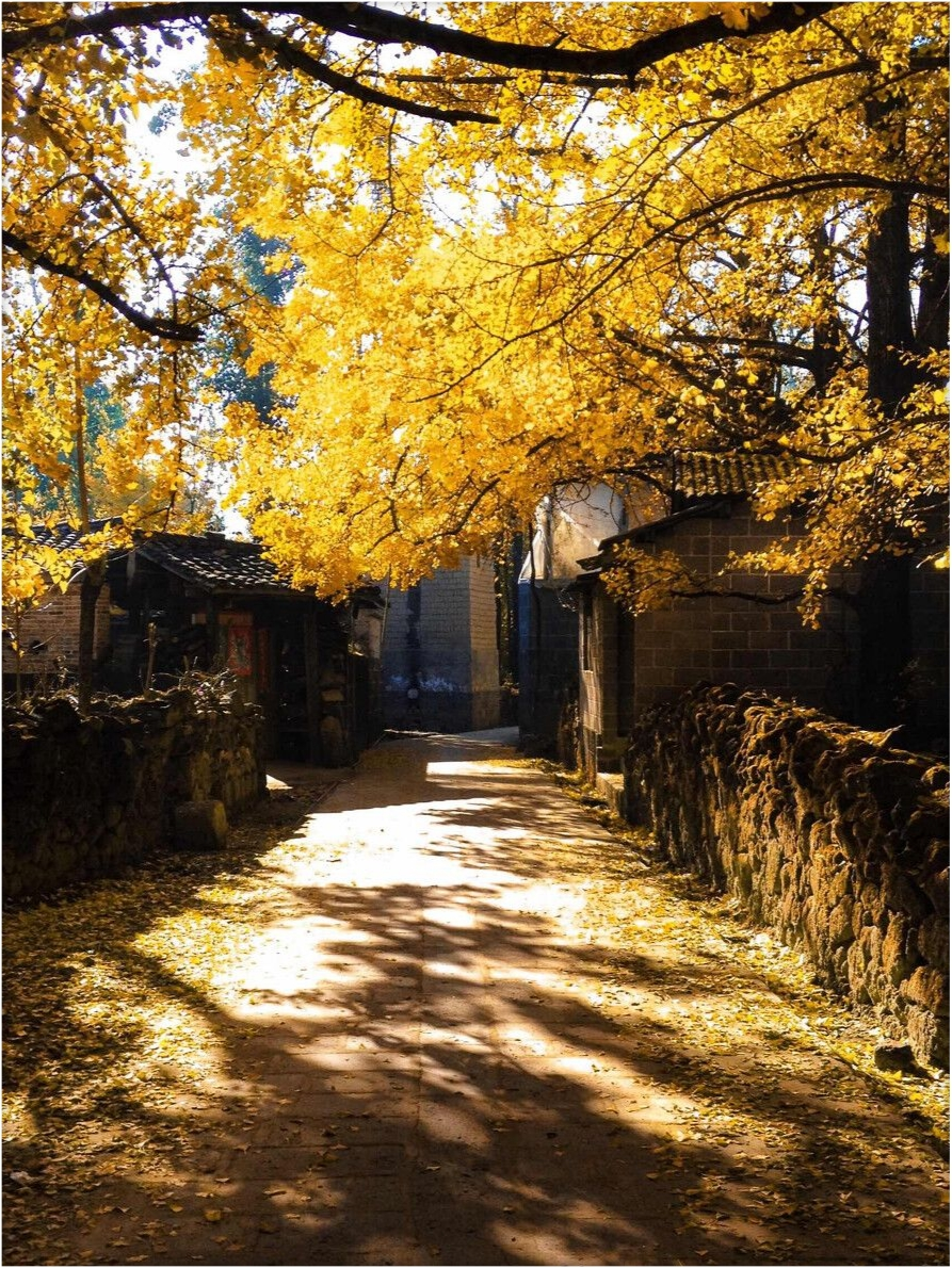 騰衝銀杏村