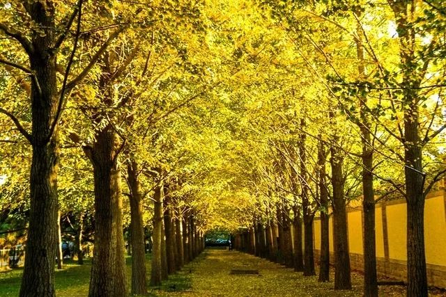 北京秋天雙色攻略：香山紅葉10景+釣魚台銀杏大道，台灣直飛3.5hr賞秋全指南 @Tournews