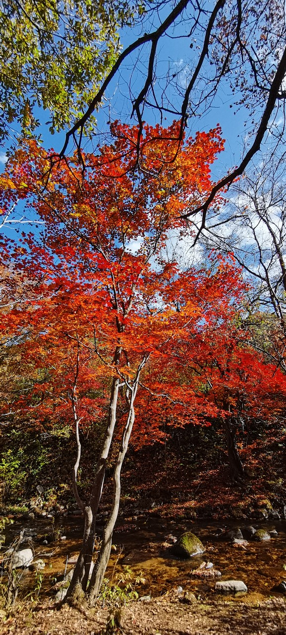 本溪洋湖溝紅葉溪流風景