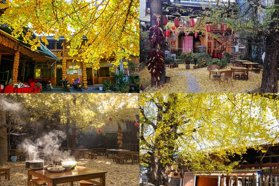 雲南騰衝銀杏村:3000棵百年古銀杏編織金色童話,11月限定賞秋攻略 @Tournews