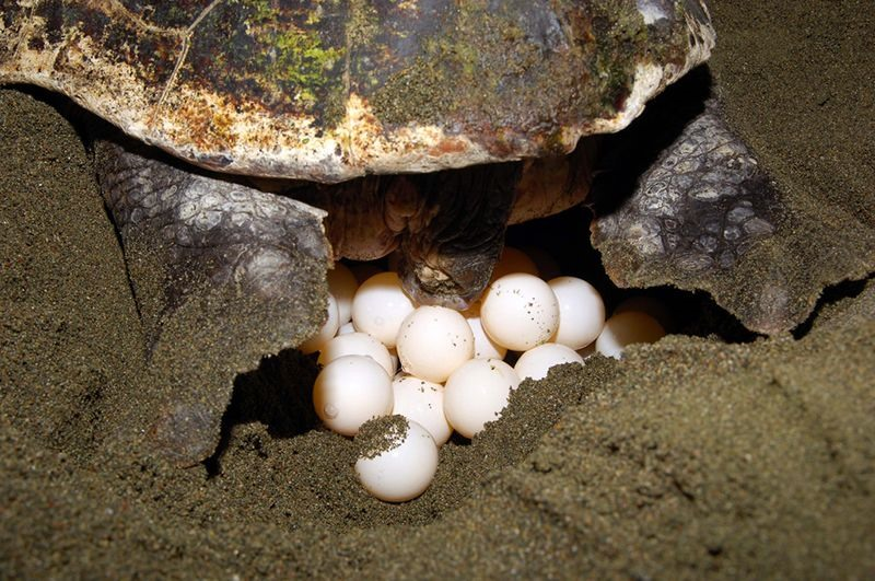 昆崙島旅遊攻略:海龜產卵、監獄遺跡與原始海灘全指南 @Tournews