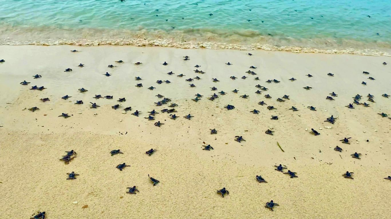 昆崙島旅遊攻略:海龜產卵、監獄遺跡與原始海灘全指南 @Tournews