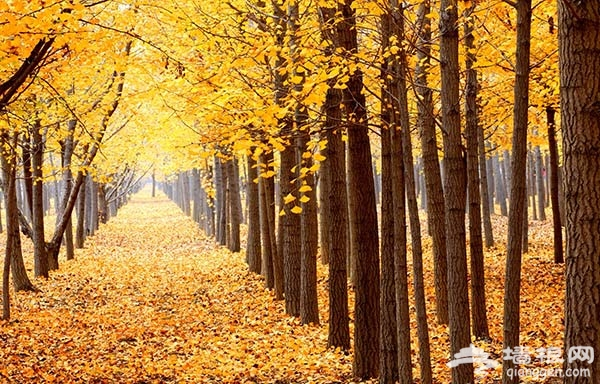 北京秋天雙色攻略：香山紅葉10景+釣魚台銀杏大道，台灣直飛3.5hr賞秋全指南 @Tournews