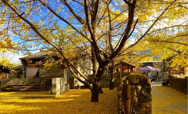騰衝銀杏村秋景