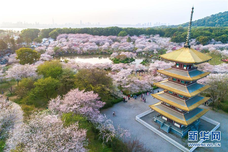 武漢櫻花盛開