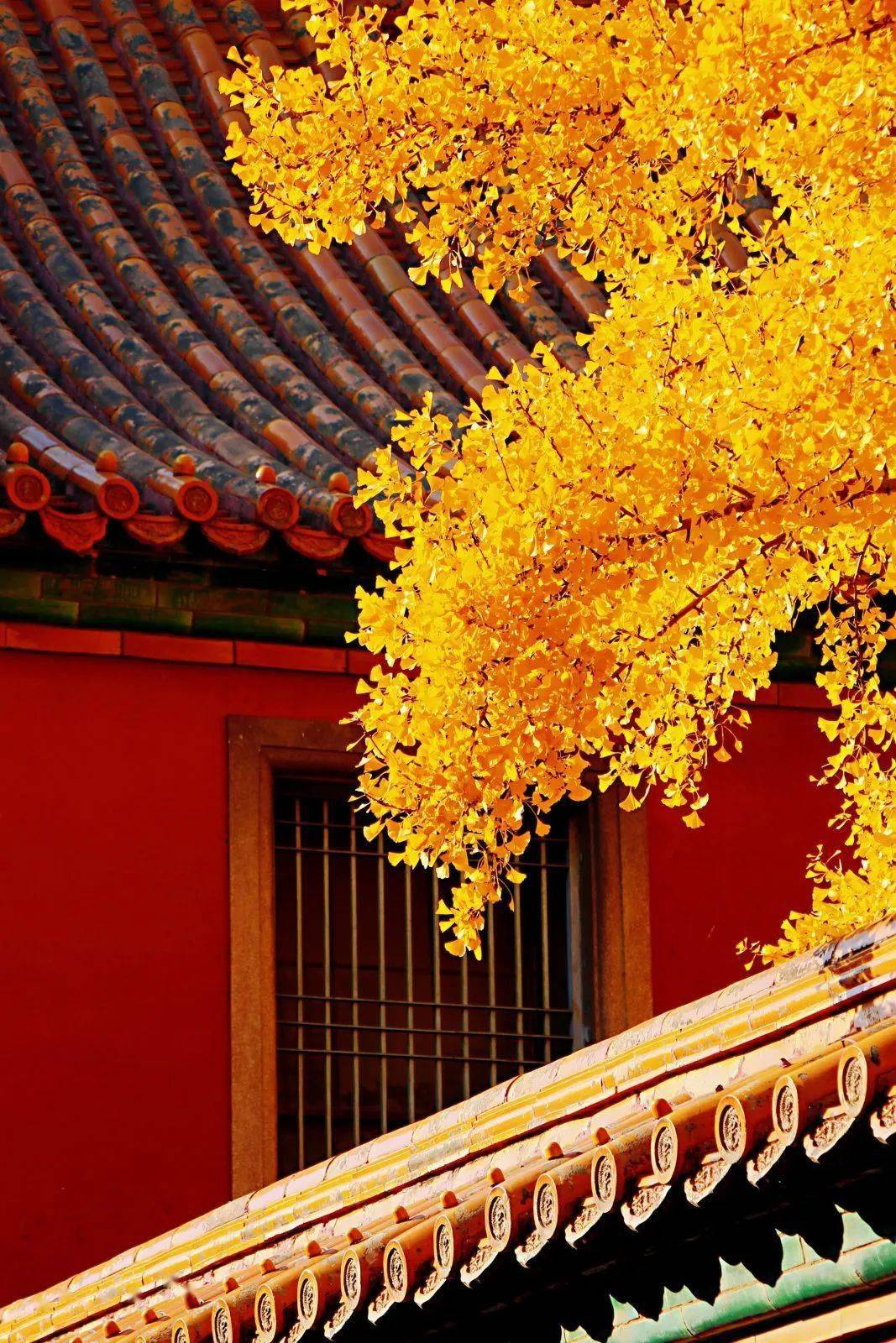 故宮秋天紅葉與古建築