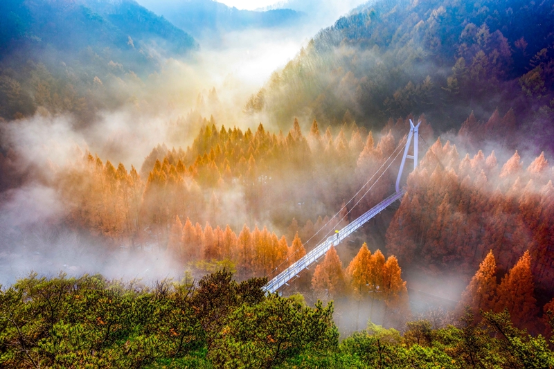 長泰山自然休養林秋季水杉林