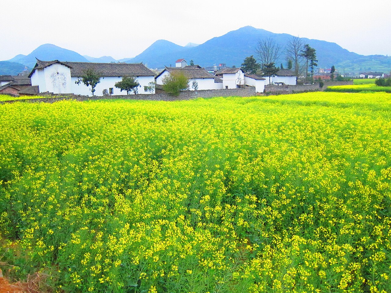 羅平油菜花自由行攻略:80萬畝金色花海,金雞峰叢·螺絲田·九龍瀑布 @Tournews
