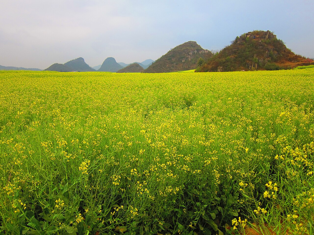 羅平油菜花自由行攻略:80萬畝金色花海,金雞峰叢·螺絲田·九龍瀑布 @Tournews