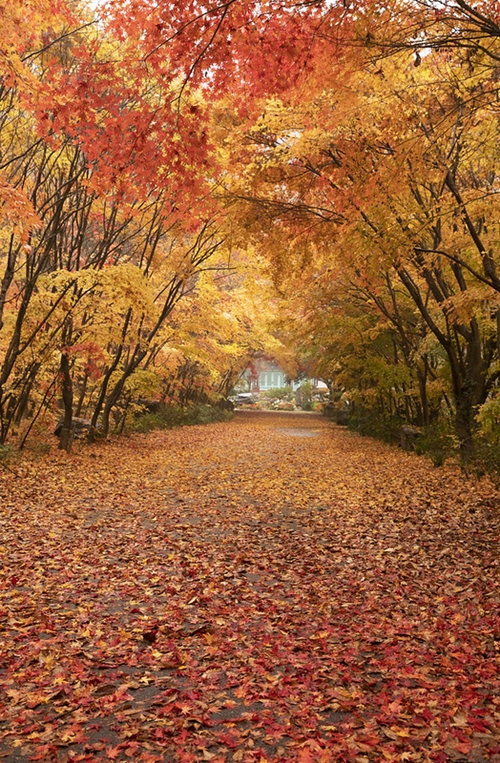 內藏山國立公園秋季紅葉