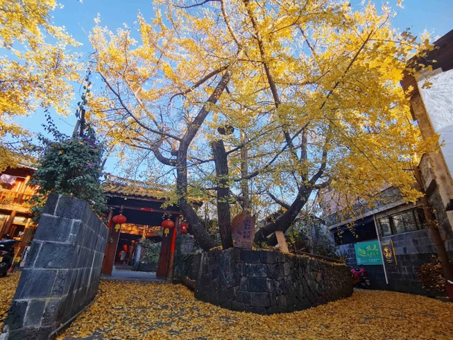 雲南騰衝銀杏村:3000棵百年古銀杏編織金色童話,11月限定賞秋攻略 @Tournews