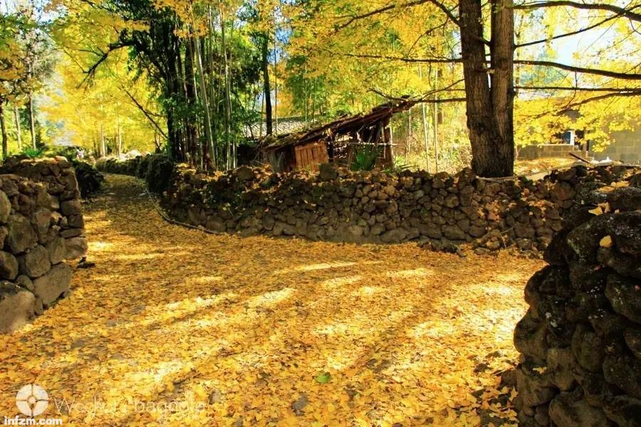 雲南騰衝銀杏村:3000棵百年古銀杏編織金色童話,11月限定賞秋攻略 @Tournews